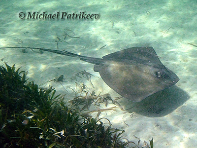 Southern Stingray (Dasyatis americana or Hypanus americanus)